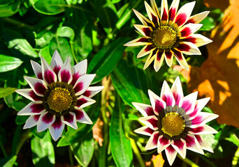 Gazania (African Daisy)