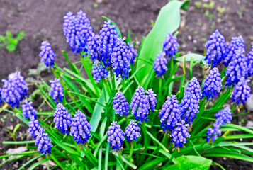 Grape hyacinth (muscari)