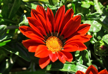 Gazania (African Daisy)