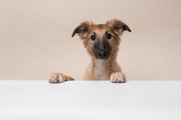 Portrait of a cute silken windsprite puppy on a sand colored background looking at the camera, with its paws over a white border - obrazy, fototapety, plakaty