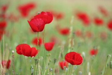 field of red poppies in spring