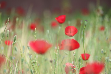 red poppies in the field	