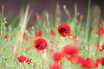field of red poppies in spring