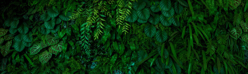 Leaf wall, plant wall, natural green wallpaper and background, nature wall, green forest nature...