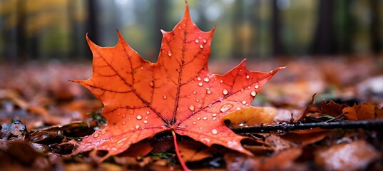 Fototapeta premium Nature's Palette: A Close-Up of a Maple Leaf Transitioning, Capturing the Artistry of Autumn's Splendor