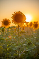 Field sunflowers in the warm light of the setting sun. Summer time. Concept agriculture oil production growing.