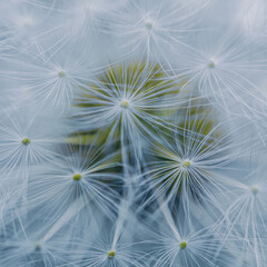 Beautiful dandelion flower seed in springtime 