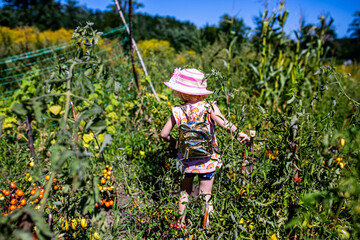 charming scene of a girl collecting juicy tomatoes from her vegetable patch.