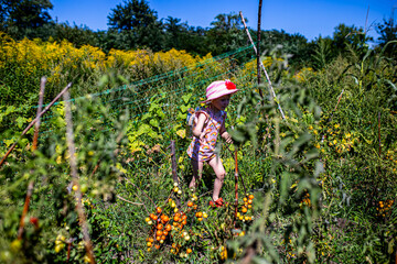 Ripe cherry tomatoes being harvested by a young girl in her backyard.