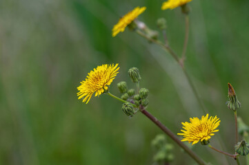 Flower of a prickly sow thistle (Sonchus asper)