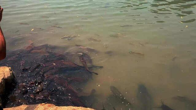 A flock of catfish in clear water, a large concentration, feeding. Huge fish snakes. Fish farm, national park.