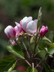 Closeup of flowers of Apple Malus domestica 'Red Falstaff' in a garden in Spring