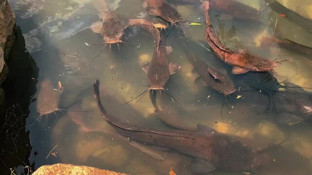 A huge flock of catfish feeding in a pond. Large catfish fish underwater