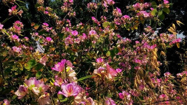 Blooming Bauhinia tree, Korean orchid, Wilted flowers, end of season
