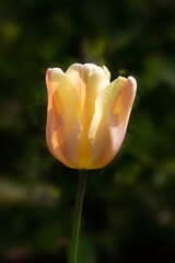 Closeup of a single flower of Tulipa 'Dordogne' in a garden in Spring sunlit against a dark...