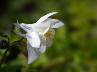 Closeup of a single flower of Aquilegia 'Spring Magic White' in a garden in Spring