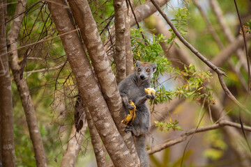 Crowned lemur in forest Madagascar nature.