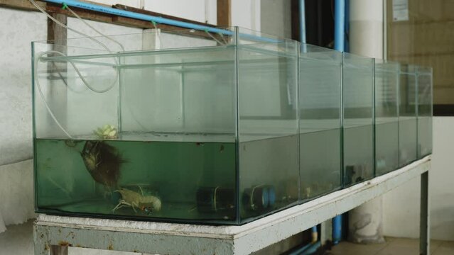 Multiple Aquarium Tanks in a Row for Aquatic Breeding. A series of glass aquarium tanks aligned in a row for breeding aquatic life