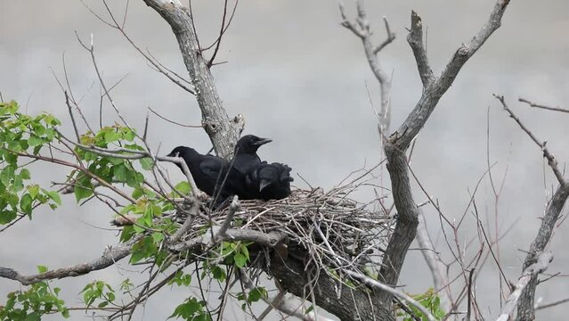 Carrion crow (Corvus corone orientalis) nesting in Japan
