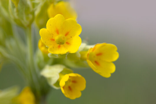 Closeup of flowers of wildflower common cowslip (Primula veris) in a meadow in Spring