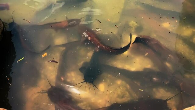 A huge flock of catfish feeding in a pond. Large catfish fish underwater