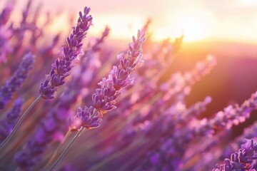 Captivating sunset view of a stunning lavender field landscape in the scenic countryside of france