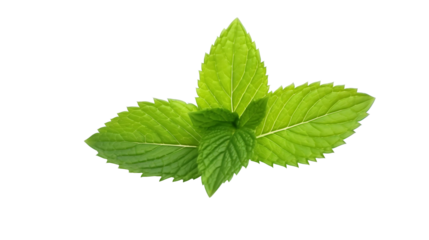 a group of green leaves