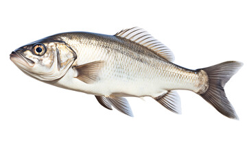 Fototapeta premium a silver fish with a white background