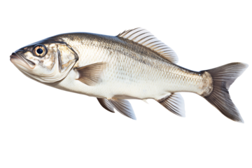 a silver fish with a white background