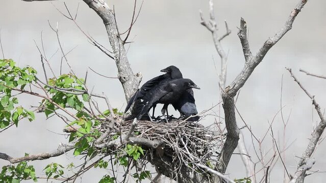 Carrion crow (Corvus corone orientalis) nesting in Japan