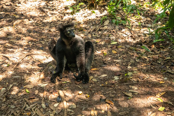 Lemur Indri indri, babakoto largest lemur from Madagascar