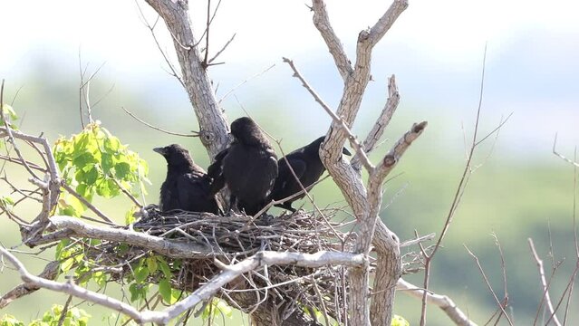 Carrion crow (Corvus corone orientalis) nesting in Japan