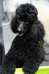 Black royal poodle big dog