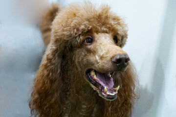 Fototapeta premium Red royal poodle big dog portrait