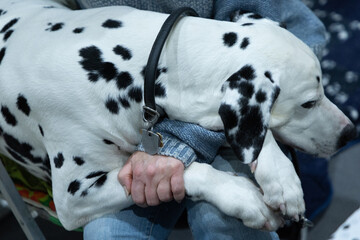 Adorable Dalmatian dog with human indoors. Lovely pet