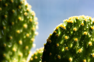 Two cactuses and their thorns under sun light