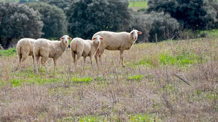 Fototapeta premium flock of sheep in the field with wool looking at camera