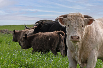 white bull of the Charolais breed in the field