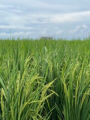 Scenic view of wheat field against sky. Photo taken in Sekinchan, Malaysia.