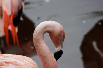 close up of the head and neck of a Chilean Flamingo (Phoenicopterus chilensis)  isolated on a...
