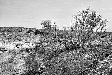 scenic view of haloxylon tree next to a dried-up streambed in Altyn Emel National Park, Kazakhstan