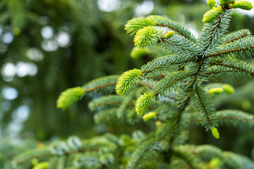 New young green pine needles on a wild coniferous tree branch in spring woodland. Earth day concept