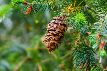 Beautiful ecological view of Douglas fir cone of Oregon pine tree with fresh green coniferous...