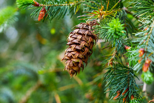 Beautiful ecological view of Douglas fir cone of Oregon pine tree with fresh green coniferous needles in mountain forest