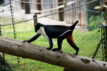 female Diana monkey (Cercopithecus diana) on a wooden branch - Powered by Adobe