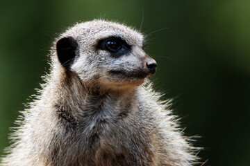 head and shoulders of a Slender tailed meerkat (Suricata suricatta) isolated on a natural green...