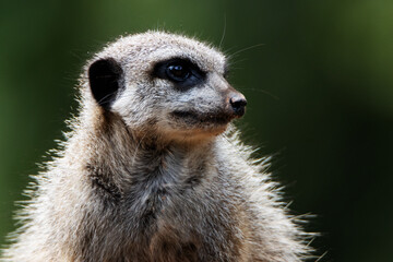 head and shoulders of a Slender tailed meerkat (Suricata suricatta) isolated on a natural green background