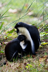 mother and baby Diana monkey (Cercopithecus diana)
