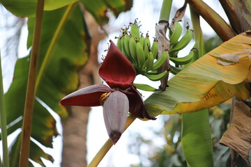
Banana flower. Musa acuminata is a species of banana native to Southern Asia. banana blossom color...