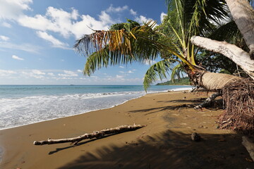 Palmenstrand und Pazifischer Ozean
